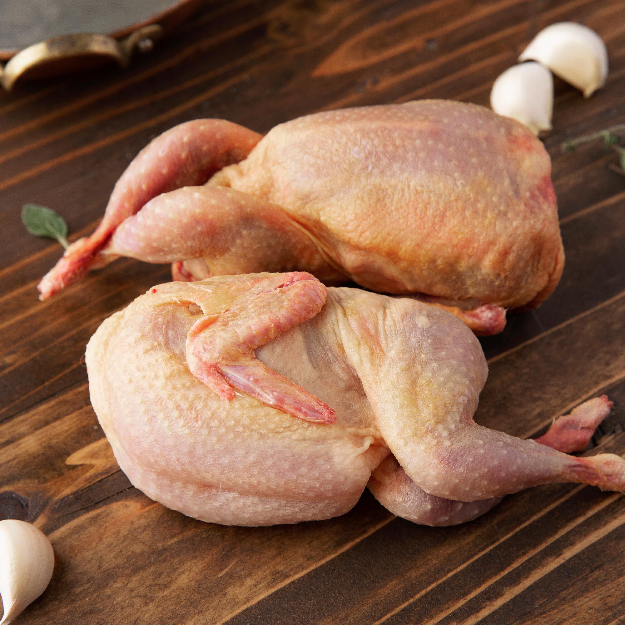 European Jumbo Quail