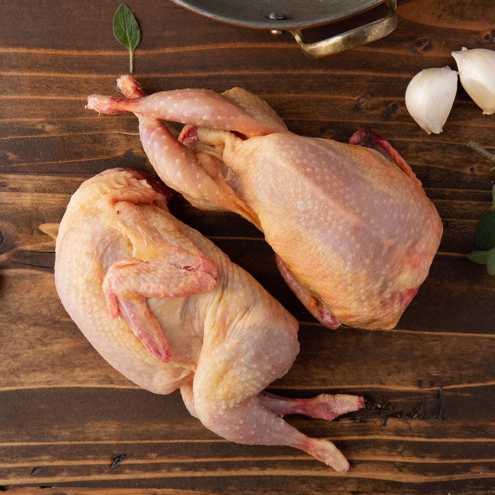 European Jumbo Quail 3 European Jumbo Quail