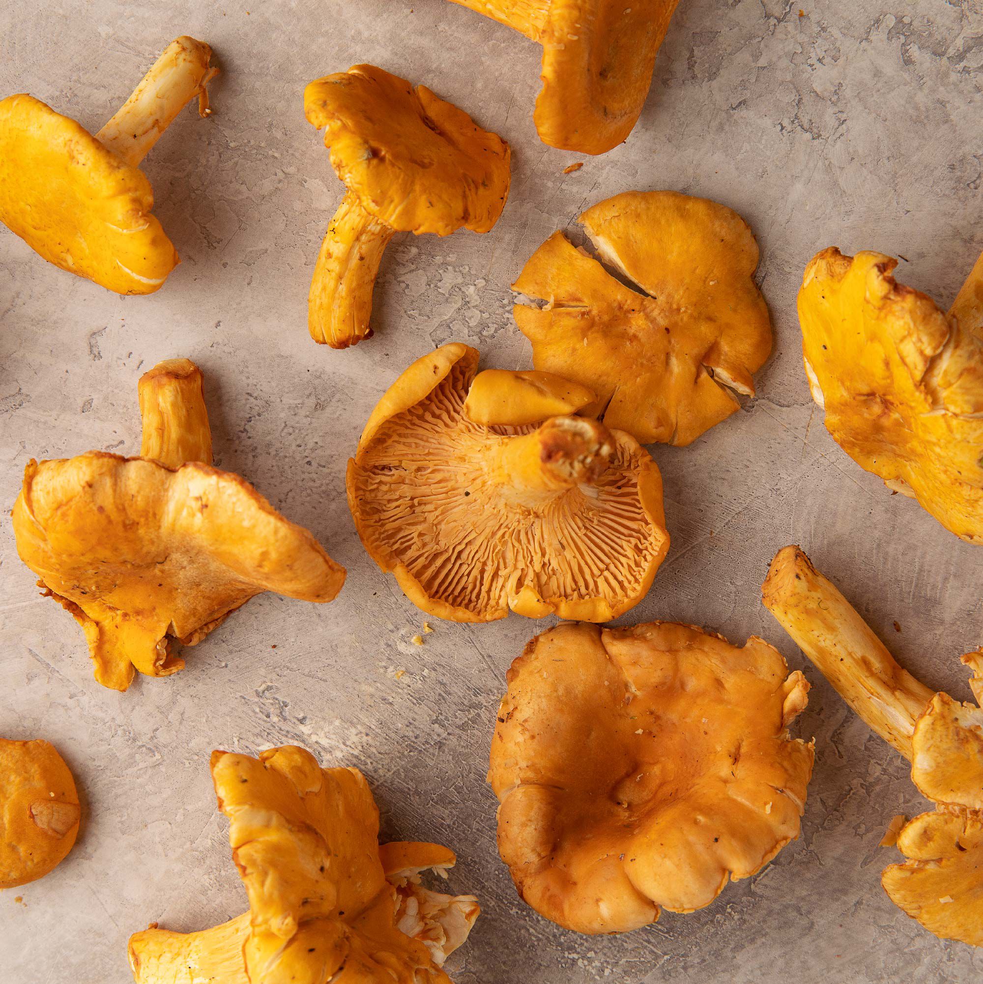 Chanterelle Mushrooms 3 Chanterelle Mushrooms
