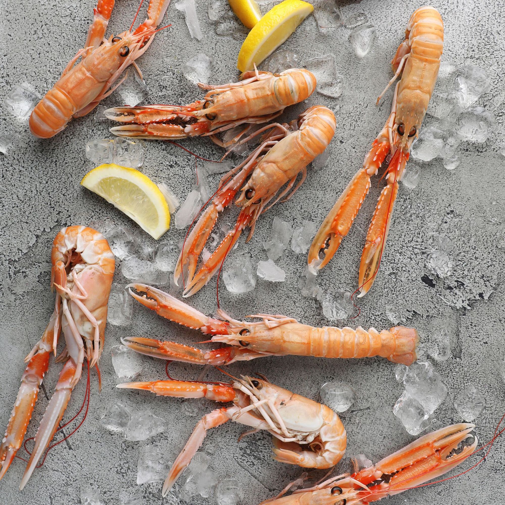 Day Boat Scottish Langoustines 4 Day Boat Scottish Langoustines